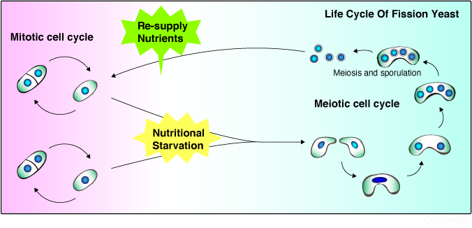 Life cycle